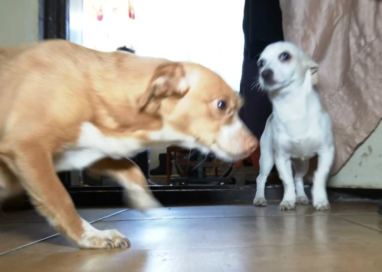 В Нижнекамске жильцы дома хотят сдать в приют соседских собак, которые гадят в подъезде