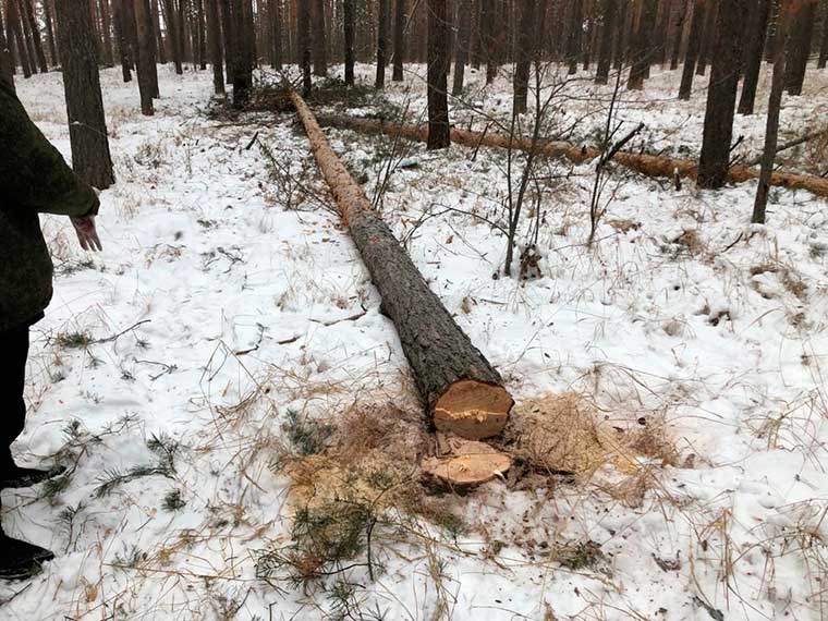 В Татарстане лесоруба убило упавшим на голову деревом