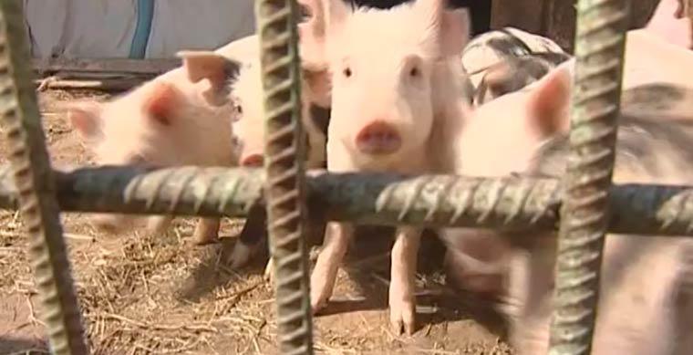 Африканскую чуму нашли у некоторых свиней в Елабуге