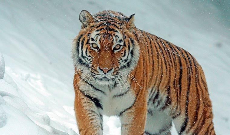 В казанском цирке людям предложили сфотографироваться с тиграми огороженными красной лентой