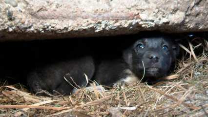 Нижнекамец нашёл под бетонной плитой семь щенков, теперь им ищут дом