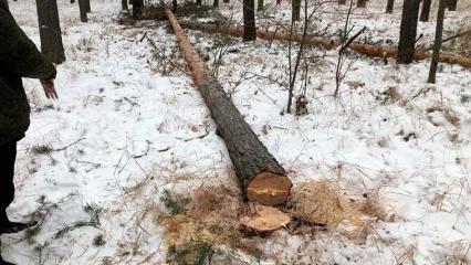 В Татарстане лесоруба убило упавшим на голову деревом