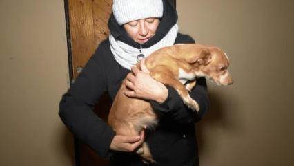 Нижнекамские волонтёры забрали беременную собаку из неблагополучной семьи