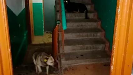 Жительница Нижнекамска считает удачей встречу с бездомными собаками