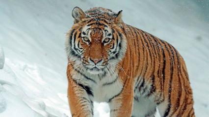 В казанском цирке людям предложили сфотографироваться с тиграми огороженными красной лентой
