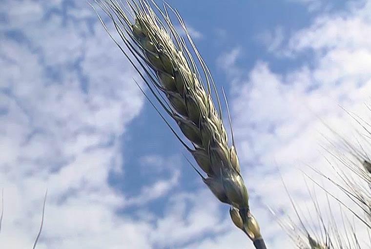 В Татарстане засеяли 552 тысячи гектар зерновыми озимыми культурами