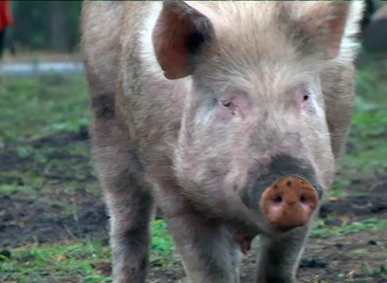 У жителей посёлка в Нижнекамском районе изымут животных из-за вспышки чумы свиней