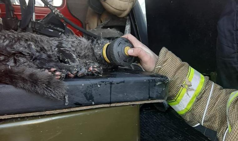 Пожарные спасли кота, который мог быть виновником пожара