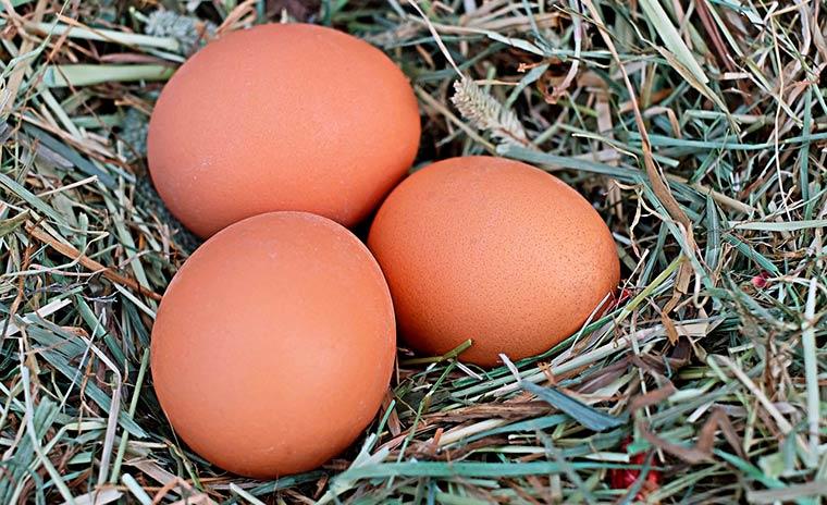 Минсельхоз рассказал почему куриные яйца подорожали на 13,24 процента