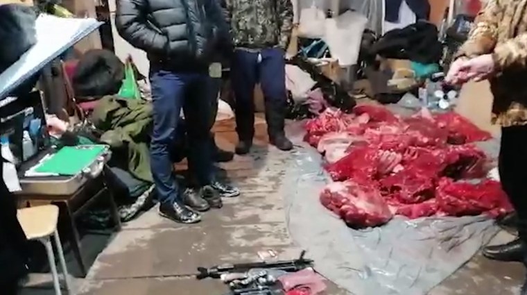 Нижнекамцам грозит до 5 лет тюрьмы за охоту на лосей