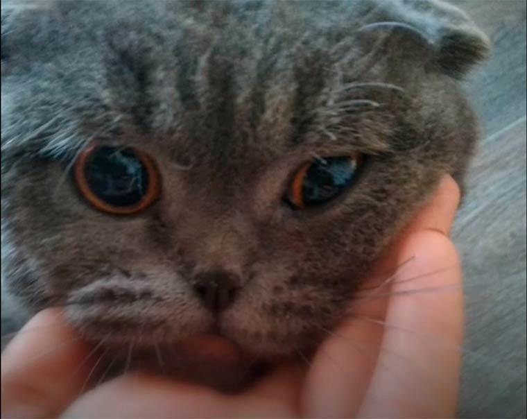 Соцсети: от спасенного из пожара кота отказались хозяева