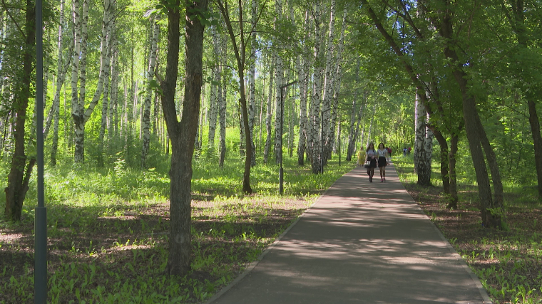 В этом году в рамках регионального проекта «Сохранение лесов в Республике Татарстан» проведут работы по их восстановлению