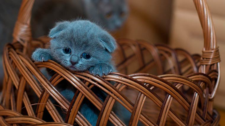 В Нижнекамске не могут спасти попавшего в вентиляцию котенка