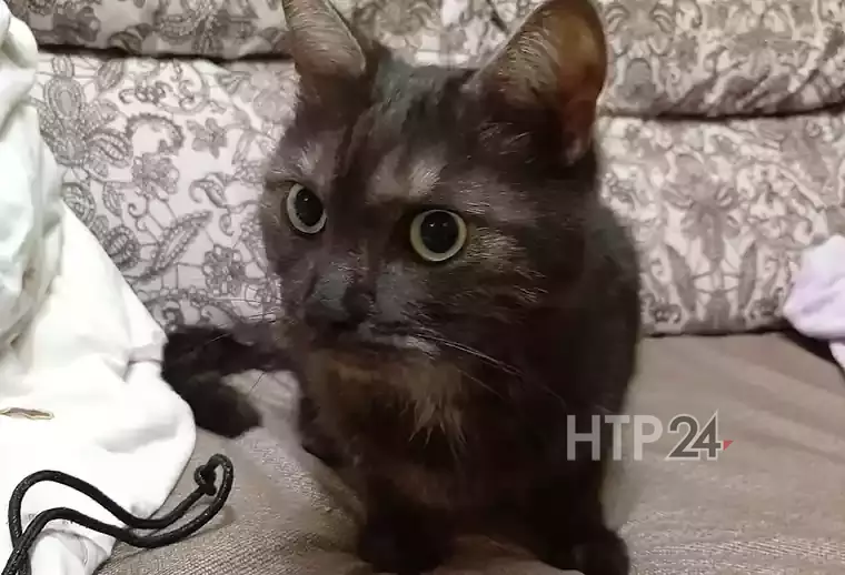 Жительница Нижнекамска показала котенка, которого достали из вентиляционной шахты