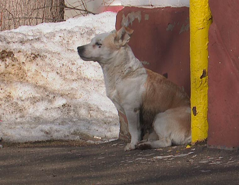 Целый список нарушений нашла прокуратура в работе фирмы, которая отлавливает собак в Нижнекамске