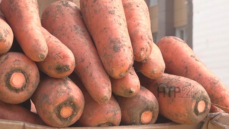 Свой секрет выращивания моркови раскрыла дачница со стажем