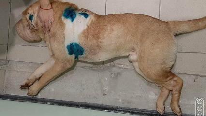 Зарезавший собаку нижнекамец объяснил свой поступок - НТР 24