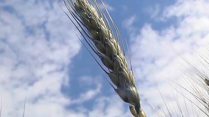 В Татарстане засеяли 552 тысячи гектар зерновыми озимыми культурами