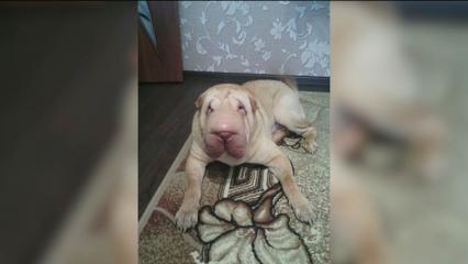 Зарезавший свою собаку мужчина сбежал из Нижнекамска - НТР 24