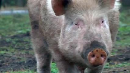 У жителей посёлка в Нижнекамском районе изымут животных из-за вспышки чумы свиней