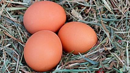 Минсельхоз рассказал почему куриные яйца подорожали на 13,24 процента