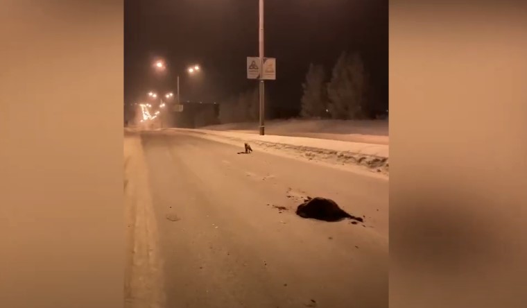«Смотри, лиса лося ест»: в Нижнекамске сбили лося и оставили лежать его на дороге