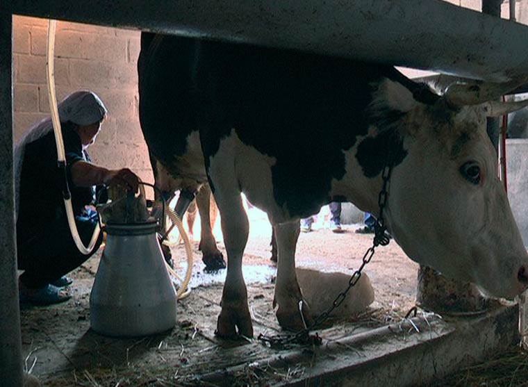 В Татарстане мошенник собирал у фермеров молоко для продажи, а деньги оставлял себе