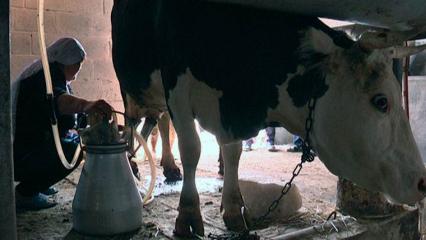 В Татарстане мошенник собирал у фермеров молоко для продажи, а деньги оставлял себе
