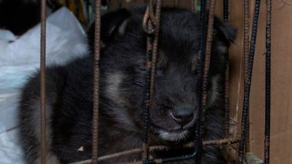 Под Нижнекамском неизвестный раскидал по сугробам пятерых щенят - НТР 24