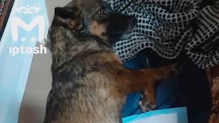 В Татарстане после расстрела из дробовика выжила собака