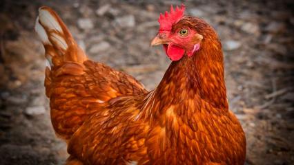 Работники птицефабрики в России заболели птичьим гриппом — это первый случай в мире - НТР 24