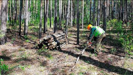 Лесхозы Татарстана проведут санитарно-оздоровительную обработку на площади более 5,8 га - НТР 24