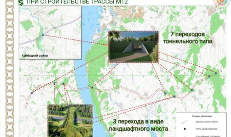 В Татарстане на трассе М12 для животных могут появиться 10 переходов