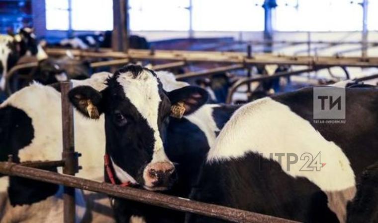 Татарстан стал одним из лидеров по получению молока в сельхозорганизациях
