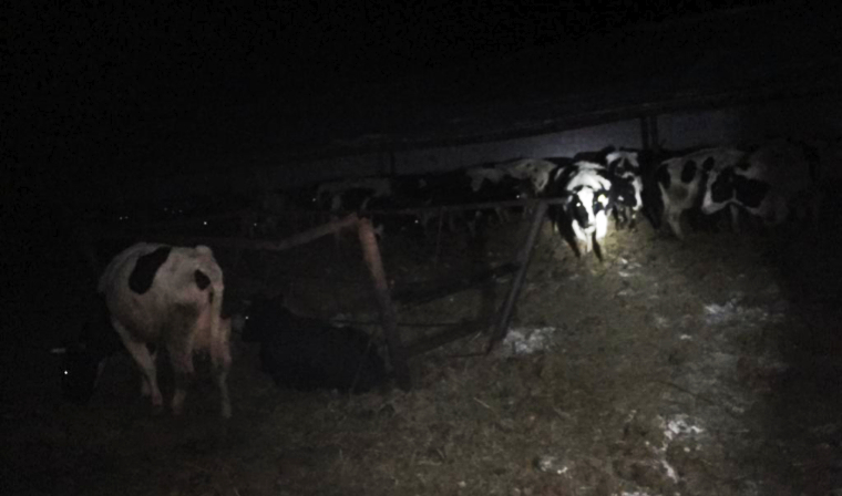 В Татарстане произошёл пожар, из которого спасли 80 коров