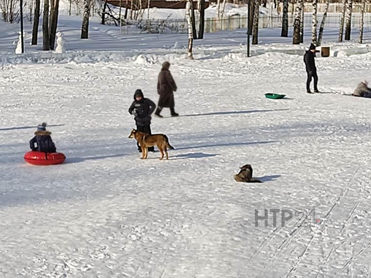 В Татарстане возросло количество жалоб на бродячих собак
