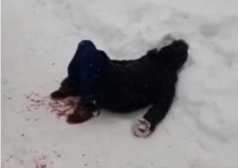 В Татарстане сняли на видео, как женщина истекает кровью после нападения собак