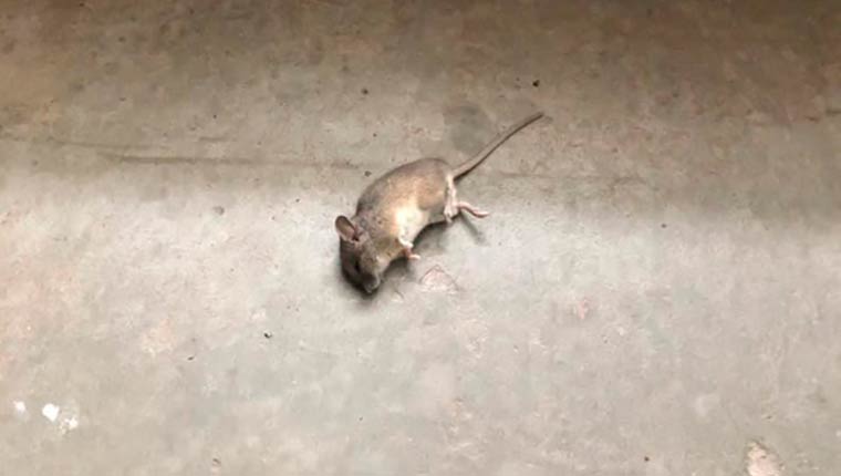 В одном из новых домов Нижнекамска завелись мыши