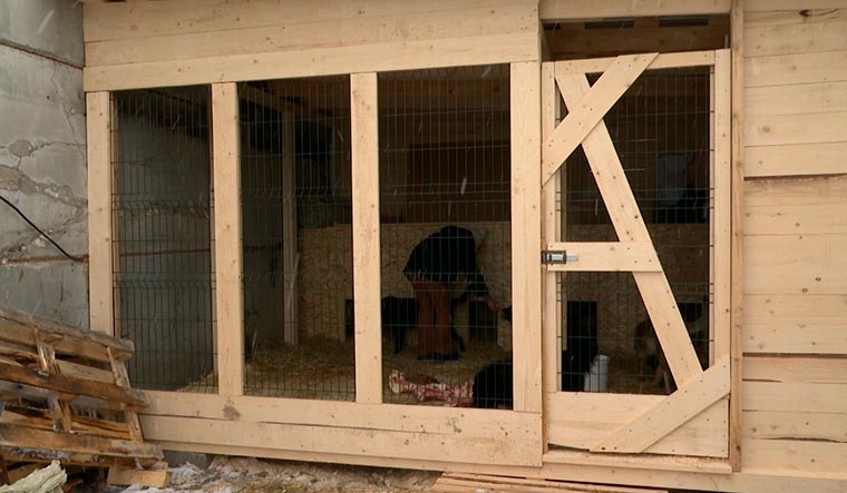 В нижнекамском приюте, где при пожаре погибло несколько десятков животных, построили новые помещения