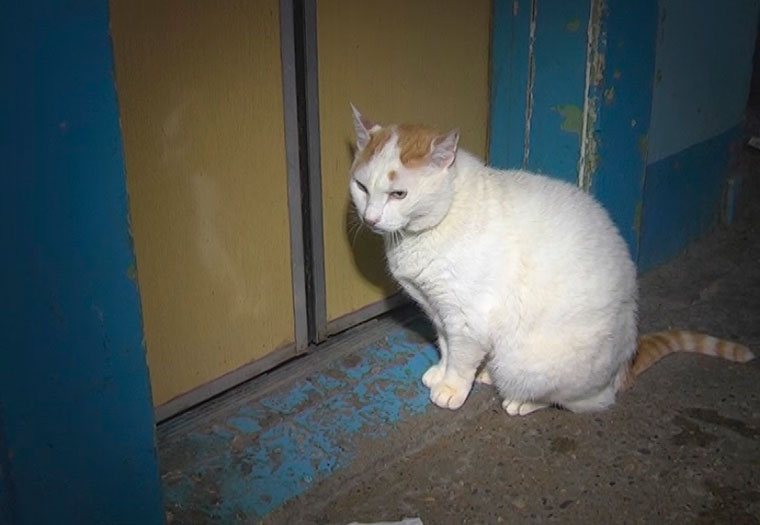 Неизвестный от имени домоуправления пригрозил отравить всех кошек в одном из домов Нижнекамска