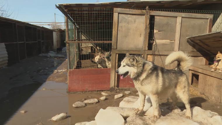 В нижнекамском приюте чуть не пострадали животные, когда на крышу упала глыба льда