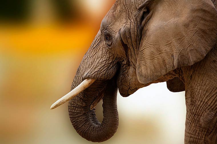 В казанском цирке слон напал на рабочего и повредил ему позвоночник