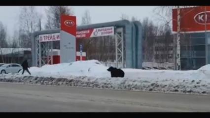 В Интернете появилось видео, как медведь бегает за людьми на улицах российского города