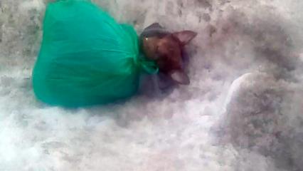 К воротам приюта для животных в Казани подбросили щенка в пакете - НТР 24