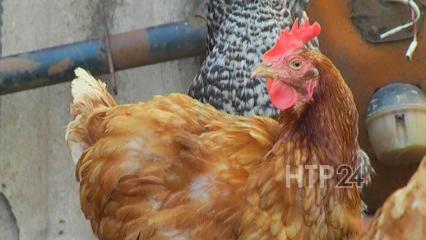 В Нижнекамском районе сгорел сарай с курами - НТР 24