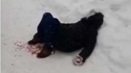 В Татарстане сняли на видео, как женщина истекает кровью после нападения собак - НТР 24