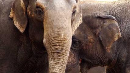 Прокуратура проводит проверку по факту драки слонов в цирке Казани - НТР 24