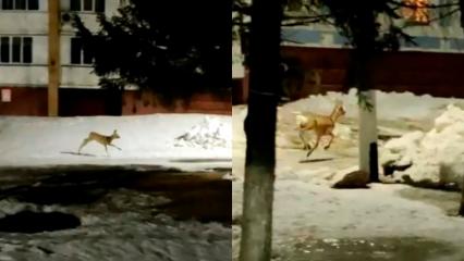 По Нижнекамску второй день подряд бегает косуля - НТР 24