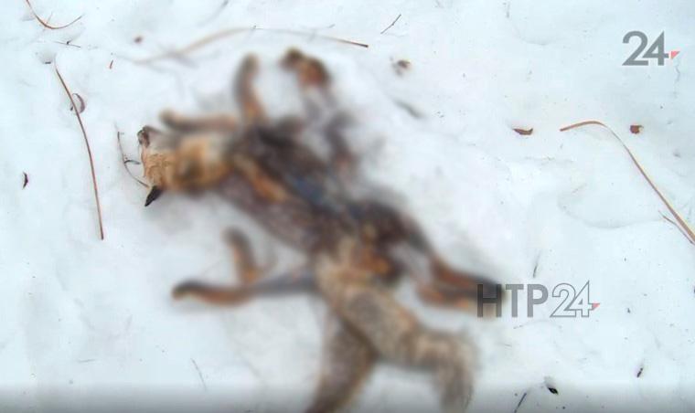 В посёлке под Казанью найдены трупы собак с содранной шкурой