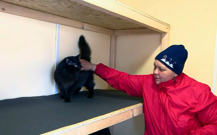 В нижнекамском приюте «Хвостики» заселили новый домик для кошек
